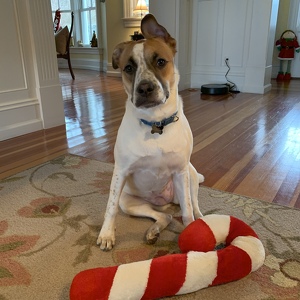 Frankie And izzy Dulac